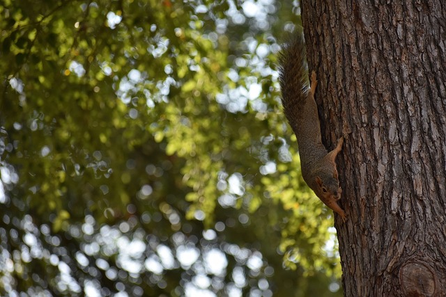 初的表现略 初的表现略