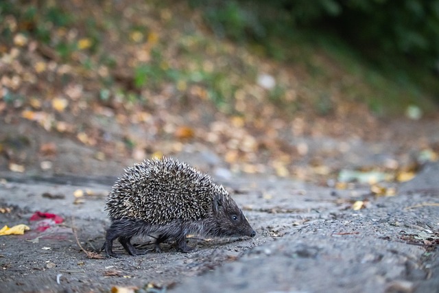 他球员创造 他球员创造